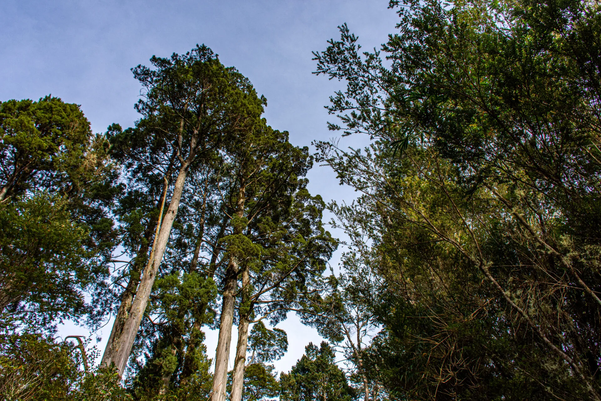 Bosque relicto de alerce en suelo ñadi Lahuen Ñadi Puerto Montt
