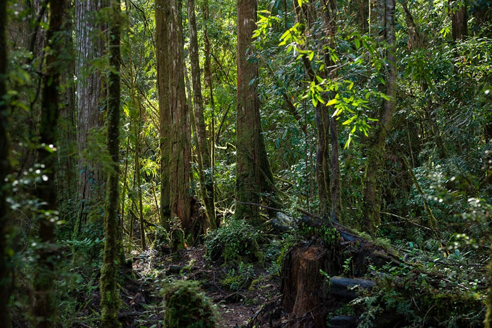Bosque de alerces milenarios en el Monumento Natural Lahuen Ñadi Puerto Montt con pasarelas de madera