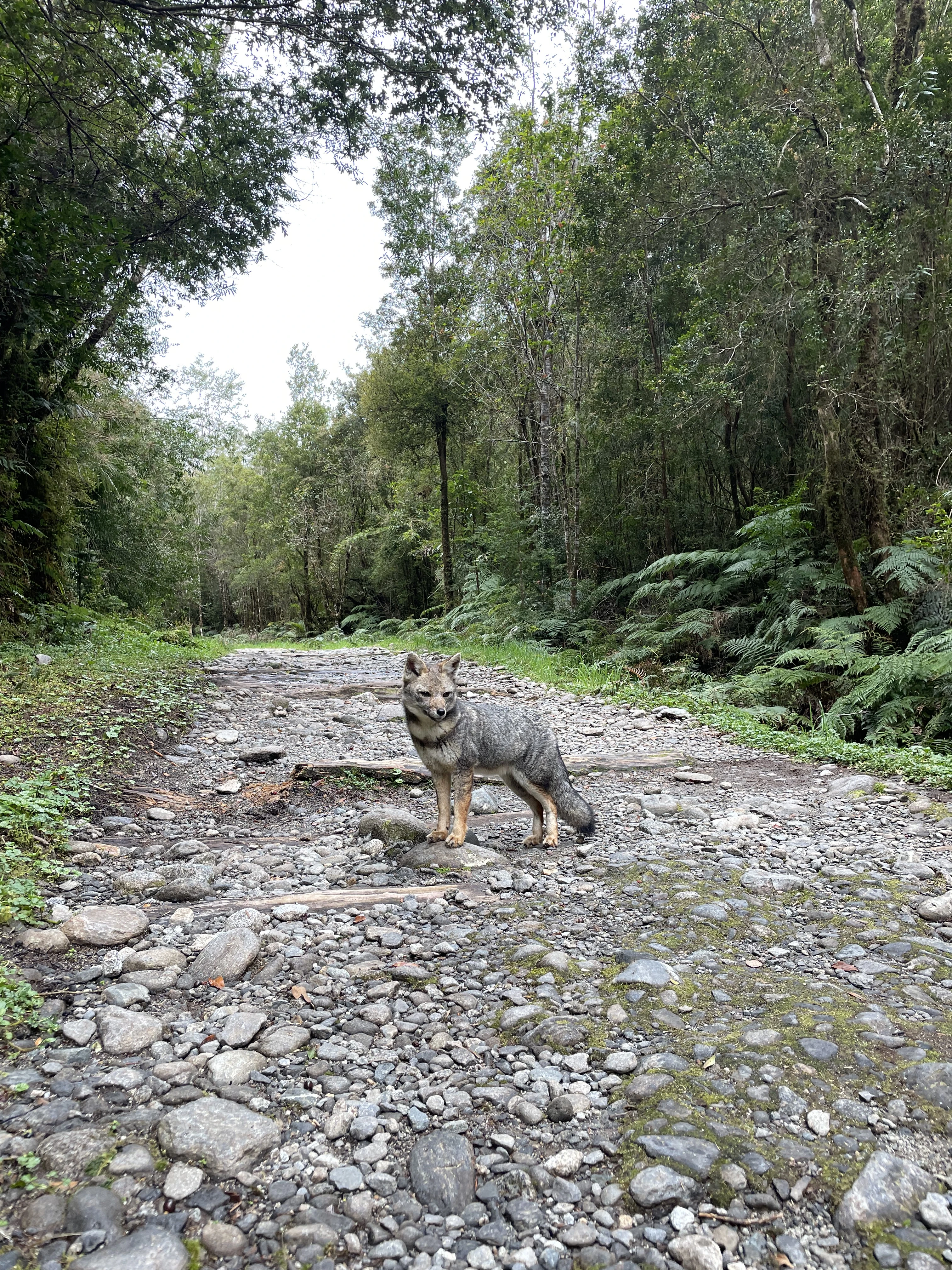 Parque Alerce Andino Sargazo