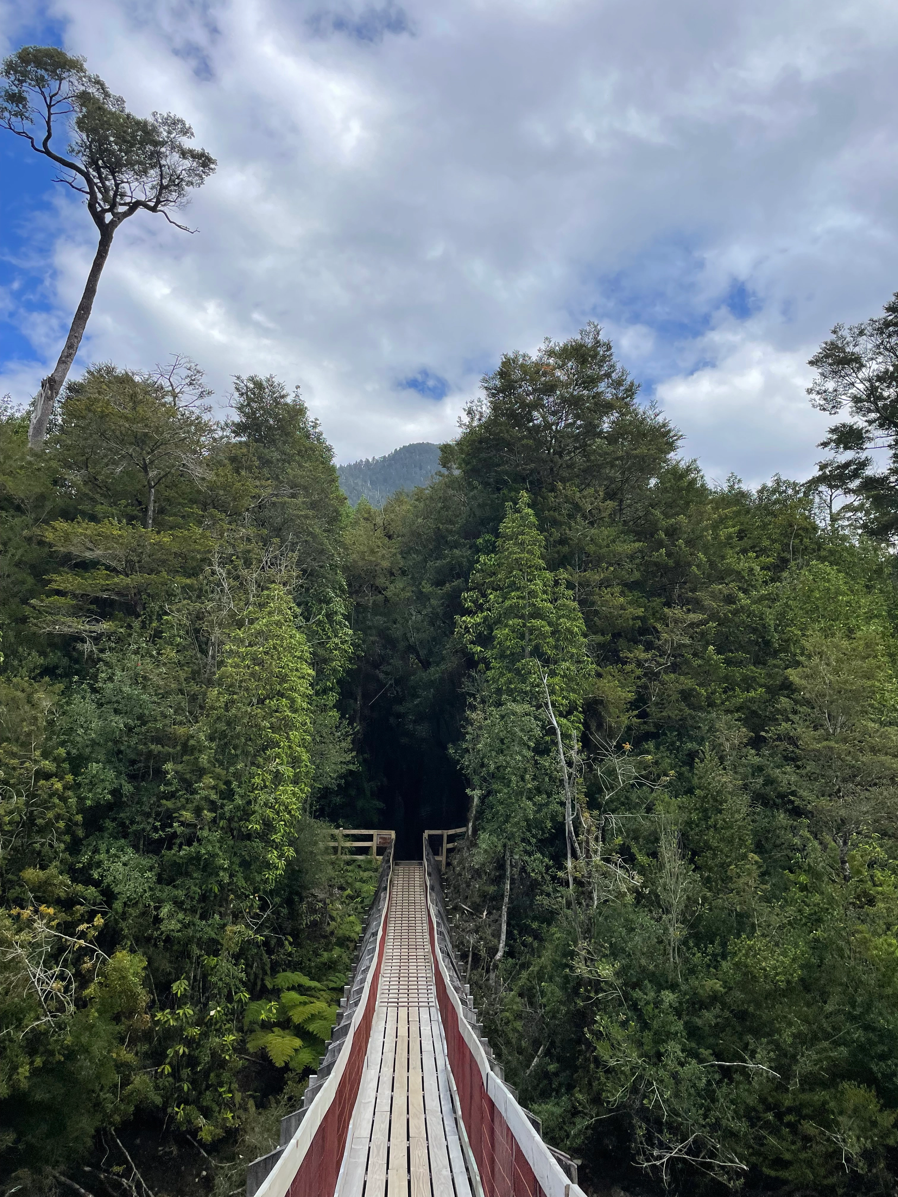 Sendero con pasarelas de madera entre alerces milenarios en el sector Sargazo del Parque Nacional Alerce Andino