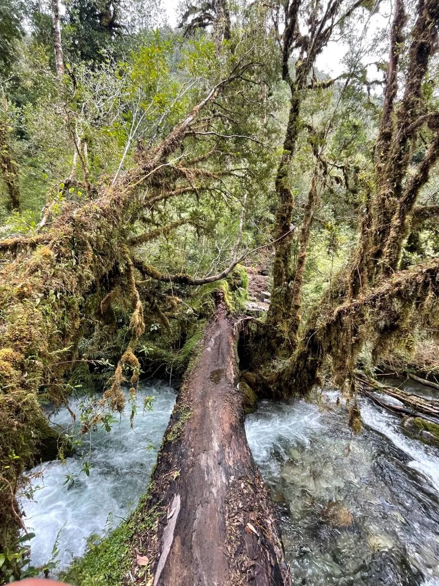 Parque Alerce Andino